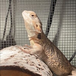 Meet your Posher, Max